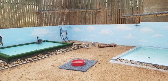 Pelican / waterfowl flight cage